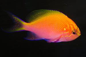 Fathead Sunburst Anthias Thumbnail