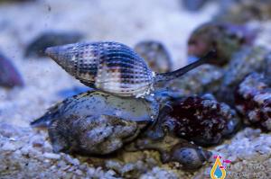 Nassarius Snail Thumbnail