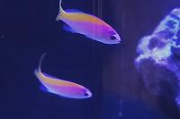 Evansi Anthias Thumbnail