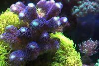 Saltwater Aquarium - Mixed Reef Tank on Dec 7, 2020