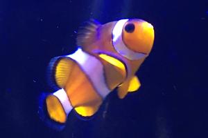 Clownfish F