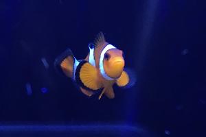 Clownfish M