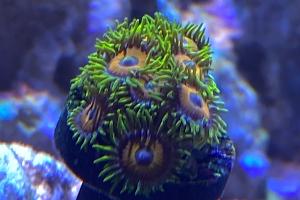 Eagle Eye Zoa Thumbnail