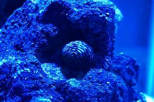 Nerite Snail Thumbnail