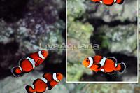 ORA® Captive-Bred Misbar Fancy Ocellaris Clownfish (Bonded Pair) Thumbnail