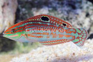 Red Christmas Checkerboard Wrasse Thumbnail