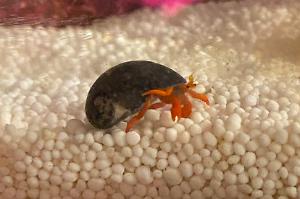 Dwarf Red Tip Hermit Crab Thumbnail