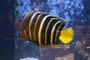 Goldtail Chrysurus Angelfish Thumbnail