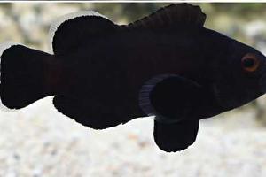 Midnight Clownfish Thumbnail