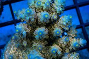 Walt Disney Acropora Thumbnail