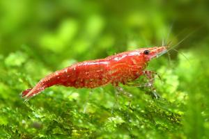 Red Cherry Shrimp Thumbnail