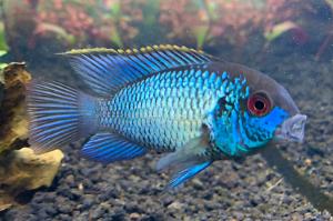 Electric Blue Acara Thumbnail