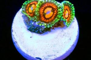 Rainbow Incinerator Zoanthids Thumbnail