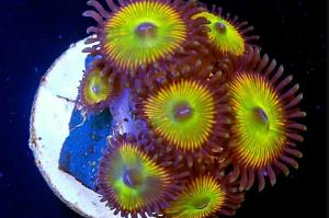 Sunny D Zoanthids Thumbnail