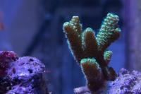 Acropora millepora Thumbnail