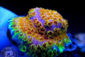 Skittles Bomb Cyphastrea Thumbnail