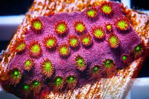 Bling Bling Cyphastrea Thumbnail