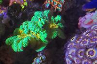 Spiny Cup Pectinia Coral Thumbnail