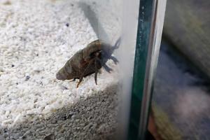 Blue knuckle hermit crab Thumbnail