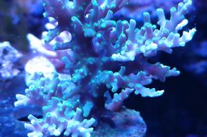 Green Dragon Acropora Thumbnail