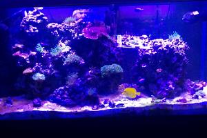 My 1st Reef Tank Thumbnail