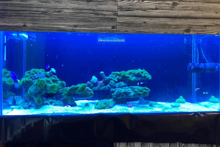 My Aquarium on Dec 12, 2020