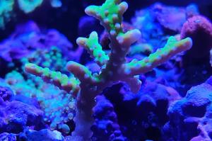 Bio Reef Green Goblin Anacropora Thumbnail