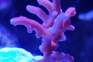 JF TNT Anacropora Thumbnail