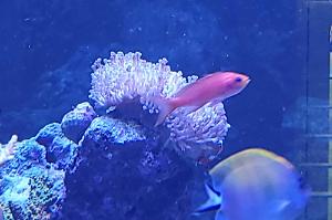 Randall's Anthias Thumbnail