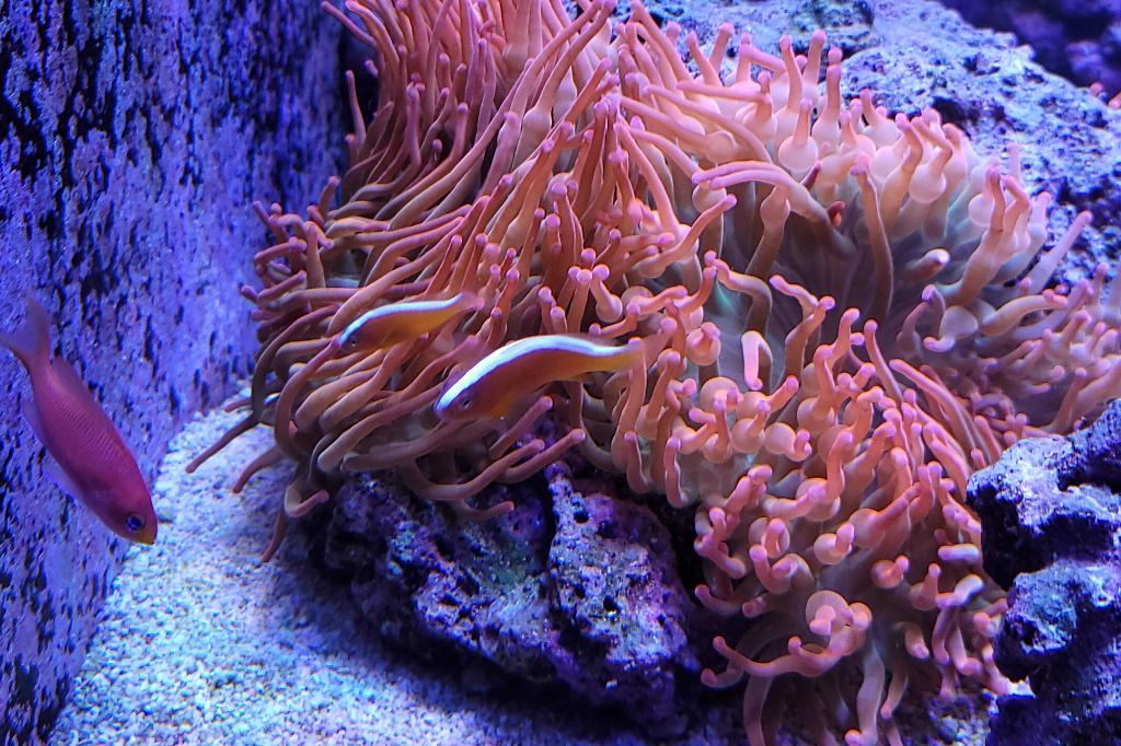 Orange Skunk Clownfish / Amphiprion sandaracinos 37