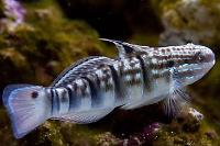 Geringde Goby