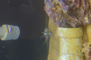 Banggai Cardinalfish Thumbnail