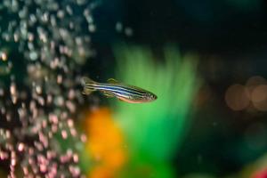 zebra danios Thumbnail