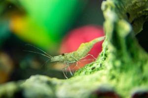 ghost shrimp Thumbnail