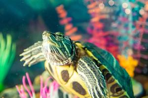 red eared slider Thumbnail