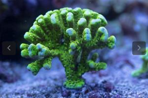 Anacropora forbesi Thumbnail