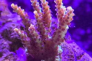 Pink lemonade acropora Thumbnail