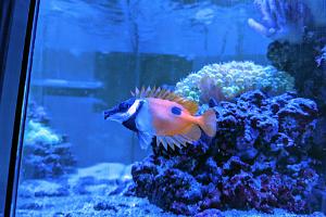 foxface rabbitfish Thumbnail