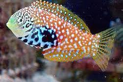 Leopard Wrasse Thumbnail