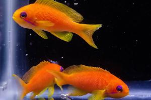 Lyretail Anthias Thumbnail