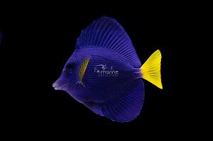 Purple Tang Thumbnail