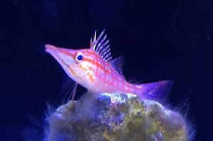 Longnose Hawkfish Thumbnail