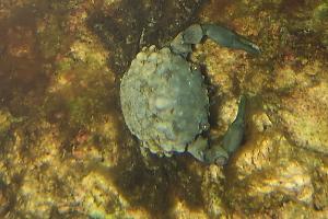 Emerald Crab Thumbnail