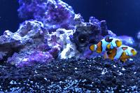 Clown fish Thumbnail