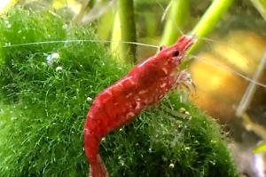 Cherry Shrimp Thumbnail