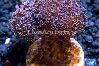 USA Cultured Purple Stylophora Coral Thumbnail