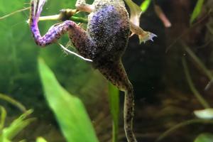 African dwarf frog Thumbnail