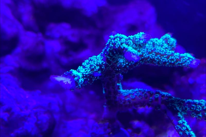 60cm reef Thumbnail