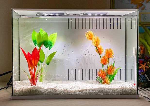 Betta Tank on Dec 18, 2020