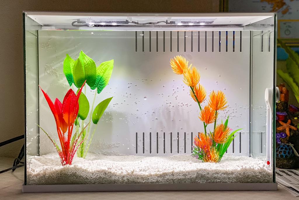 Betta Tank on Dec 18, 2020